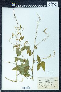 Desmodium canadense image