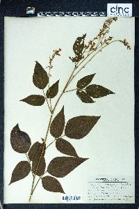 Desmodium bracteosum image