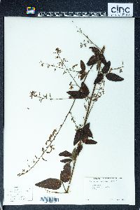 Desmodium glabellum image