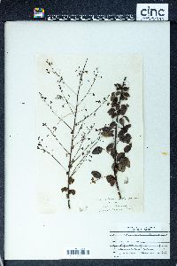 Desmodium marilandicum image