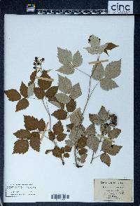 Rubus occidentalis image