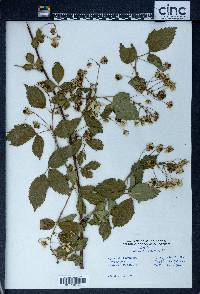 Rubus occidentalis image