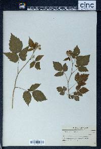 Rubus occidentalis image