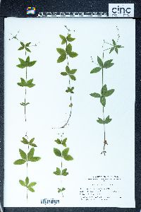 Galium circaezans image