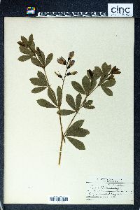 Baptisia australis image