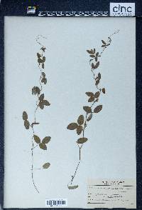 Galactia volubilis image