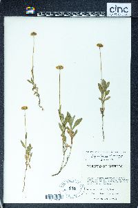 Erigeron longipes image