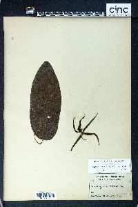 Cananga odorata image