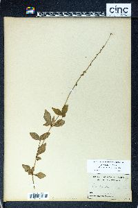 Cyathula prostrata image