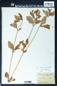 Synedrella nodiflora image