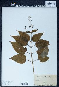 Circaea canadensis image