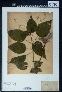 Circaea canadensis image