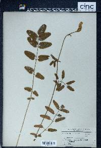 Sanguisorba canadensis image