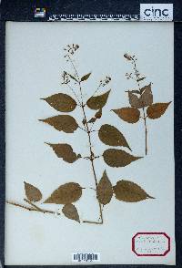 Circaea canadensis image