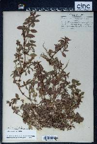 Image Associated With the Occurence