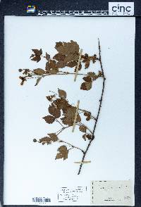 Rubus canadensis image