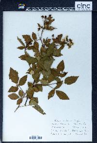 Rubus frondosus image