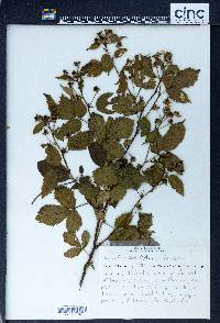 Rubus frondosus image