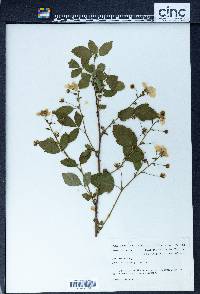 Rubus arundelanus image