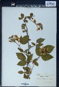 Rubus frondosus image