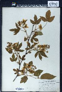 Rubus arundelanus image