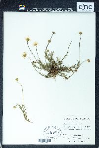 Astranthium splendens image