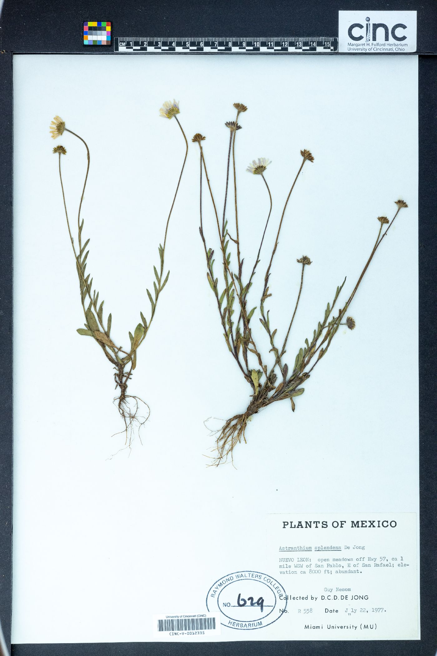 Astranthium splendens image