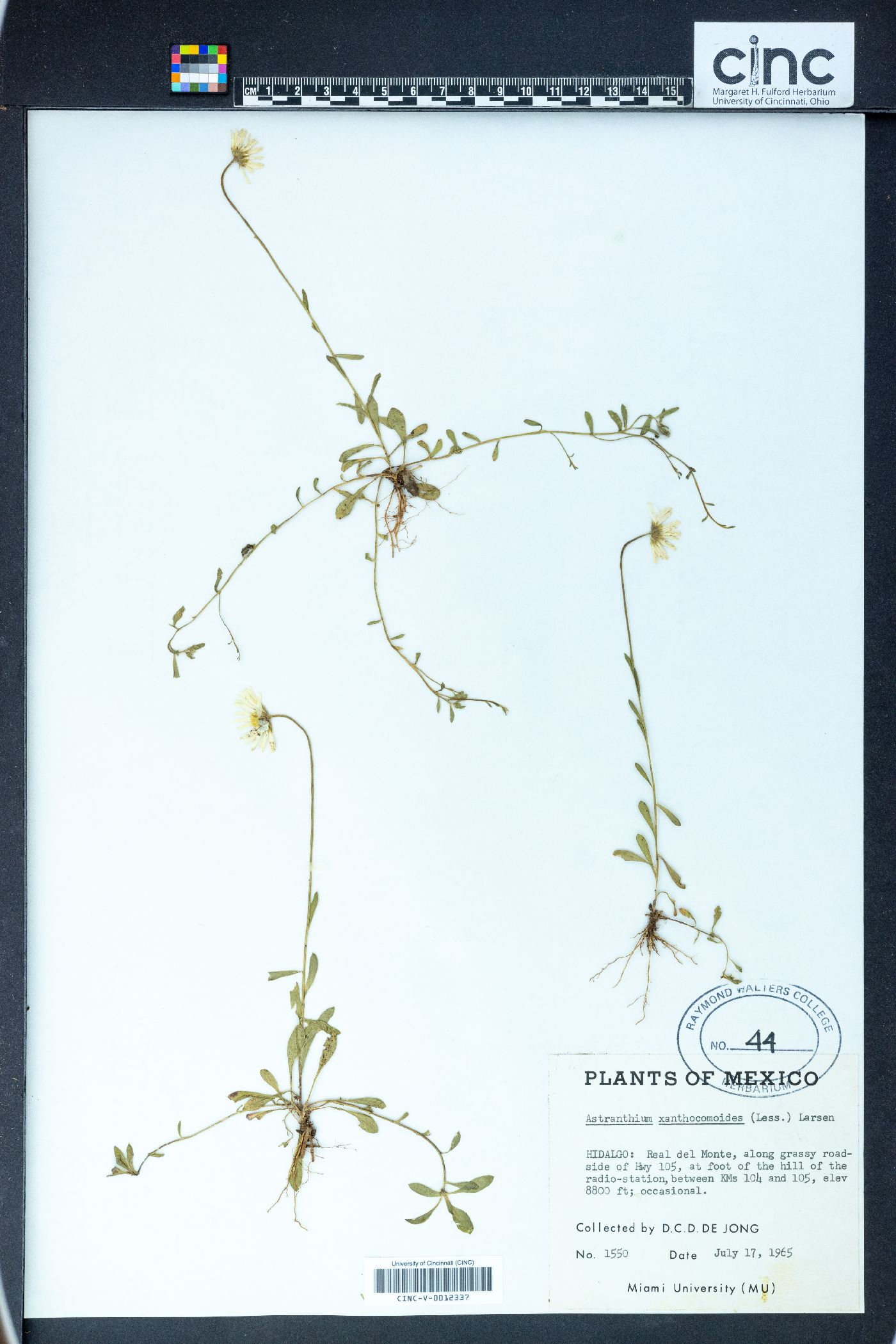 Astranthium xanthocomoides image