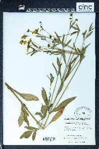 Bidens aurea image