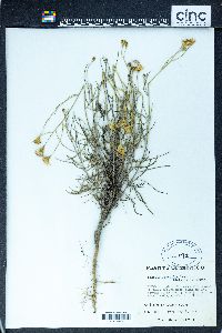 Senecio flaccidus image