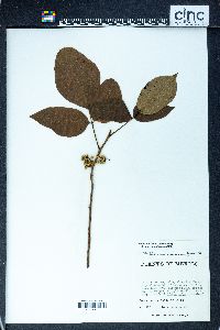 Toxicodendron radicans subsp. divaricatum image