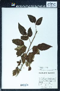 Toxicodendron radicans subsp. divaricatum image