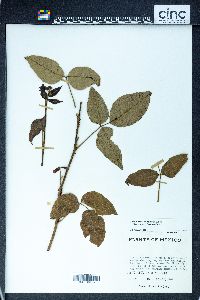 Toxicodendron radicans subsp. divaricatum image