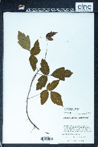 Toxicodendron radicans subsp. divaricatum image