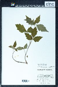 Toxicodendron radicans subsp. divaricatum image