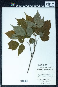 Toxicodendron radicans subsp. divaricatum image