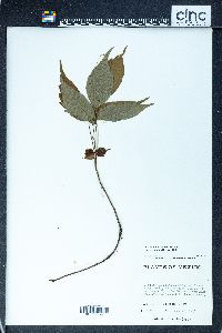 Toxicodendron radicans subsp. divaricatum image