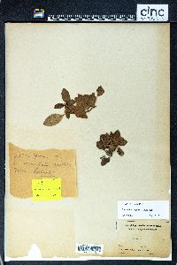 Limnophila rugosa image