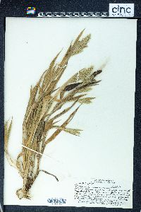 Panicum torridum image