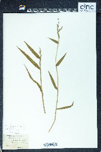 Oplismenus hirtellus subsp. hirtellus image
