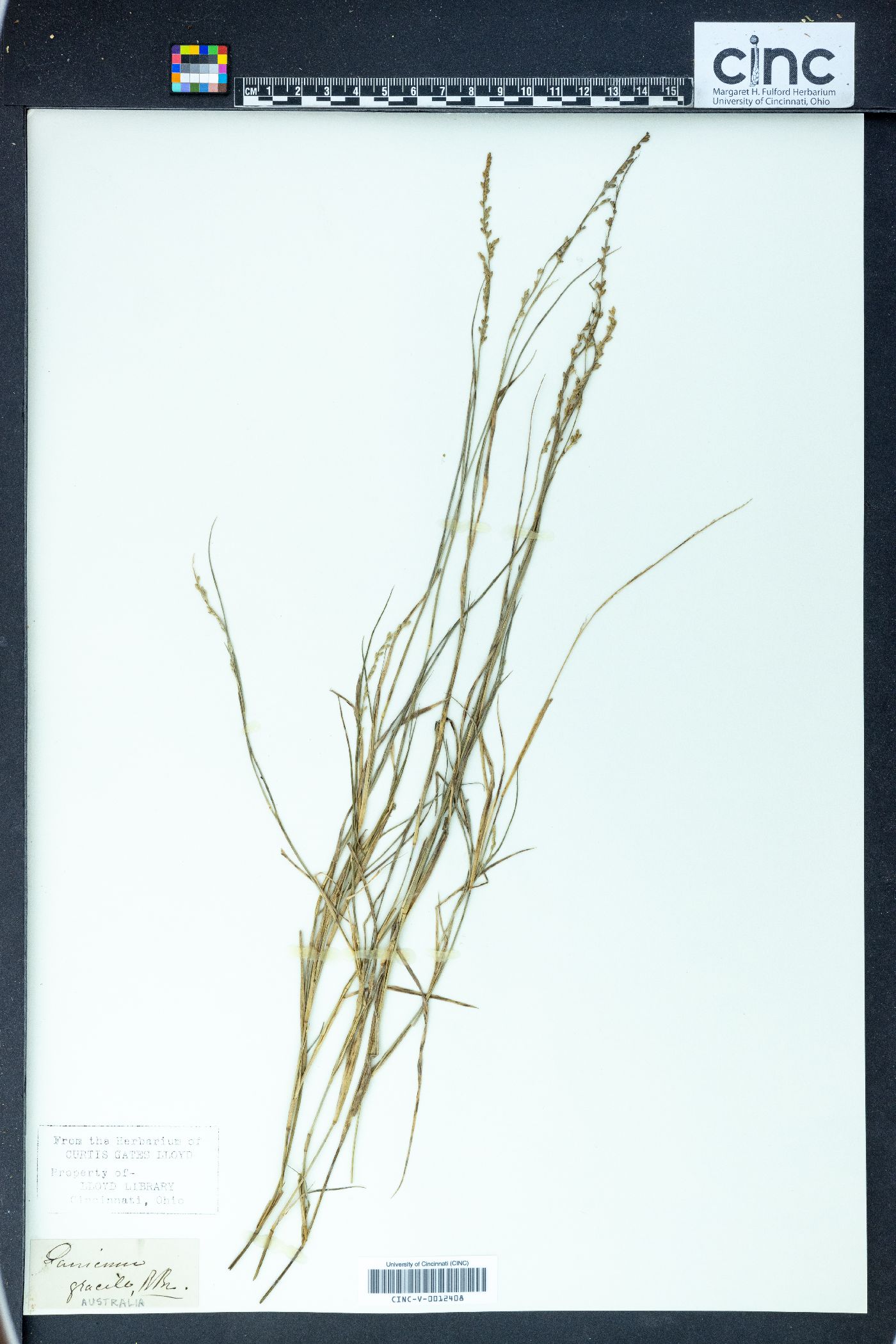 Panicum gracile image