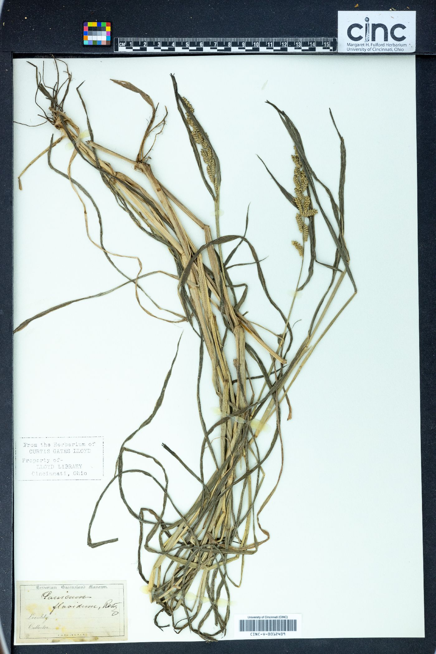 Panicum flavidum image