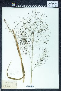 Panicum bisulcatum image