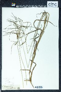 Digitaria parviflora image
