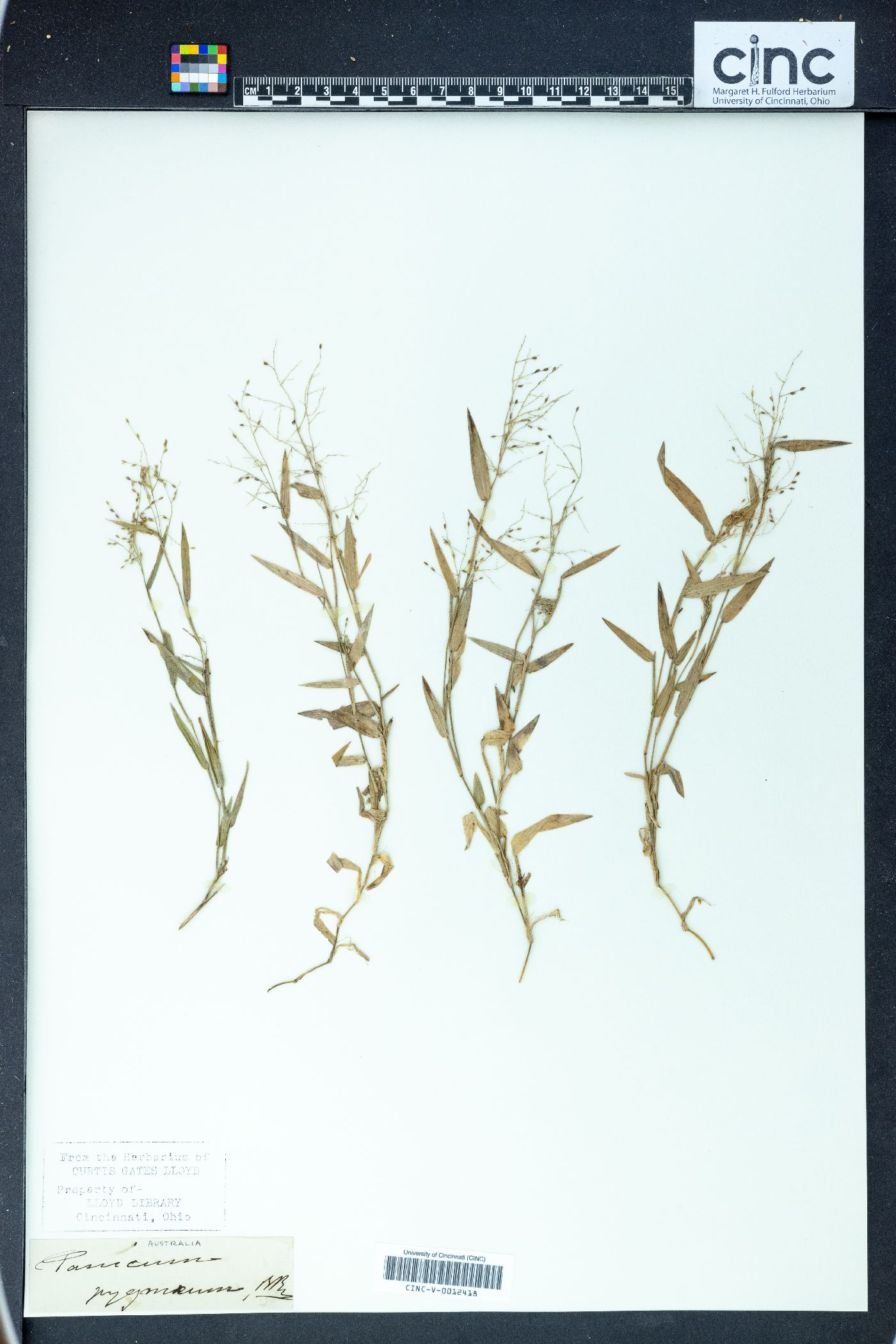 Panicum pygmaeum image