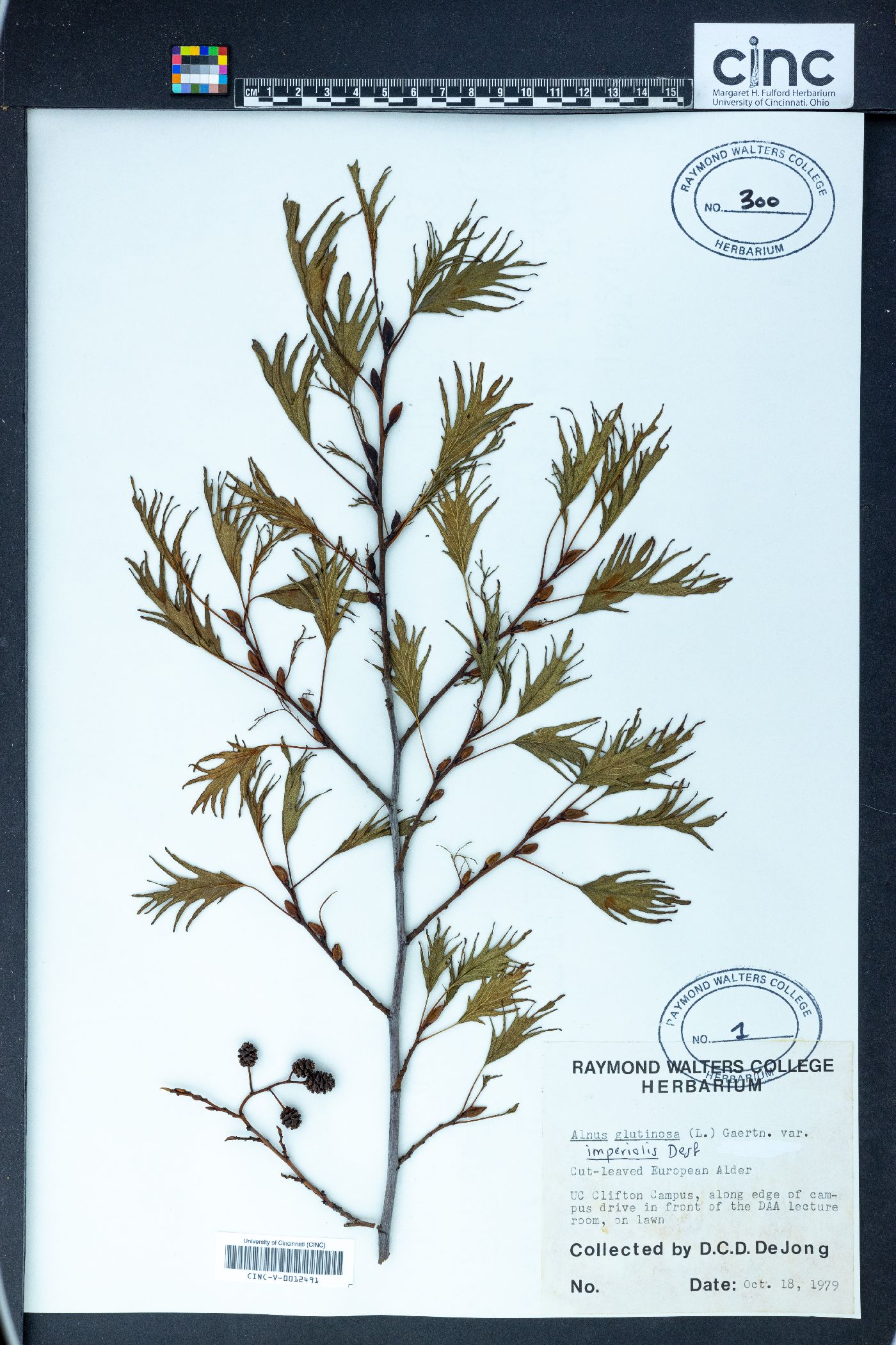 Alnus glutinosa subsp. glutinosa image