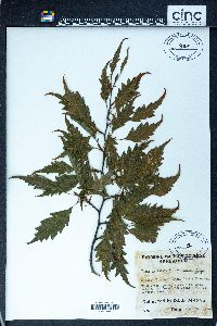 Fagus sylvatica image