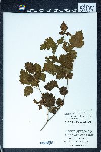 Schmaltzia allophyloides image