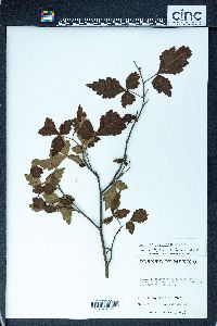 Schmaltzia allophyloides image