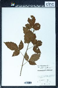 Schmaltzia allophyloides image